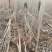 107速生杨树苗无絮杨树苗500亩基地直供成活率高