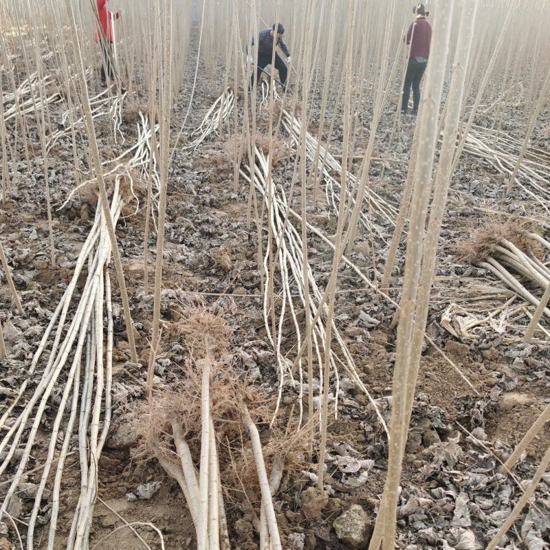 107速生杨树苗无絮杨树苗500亩基地直供成活率高