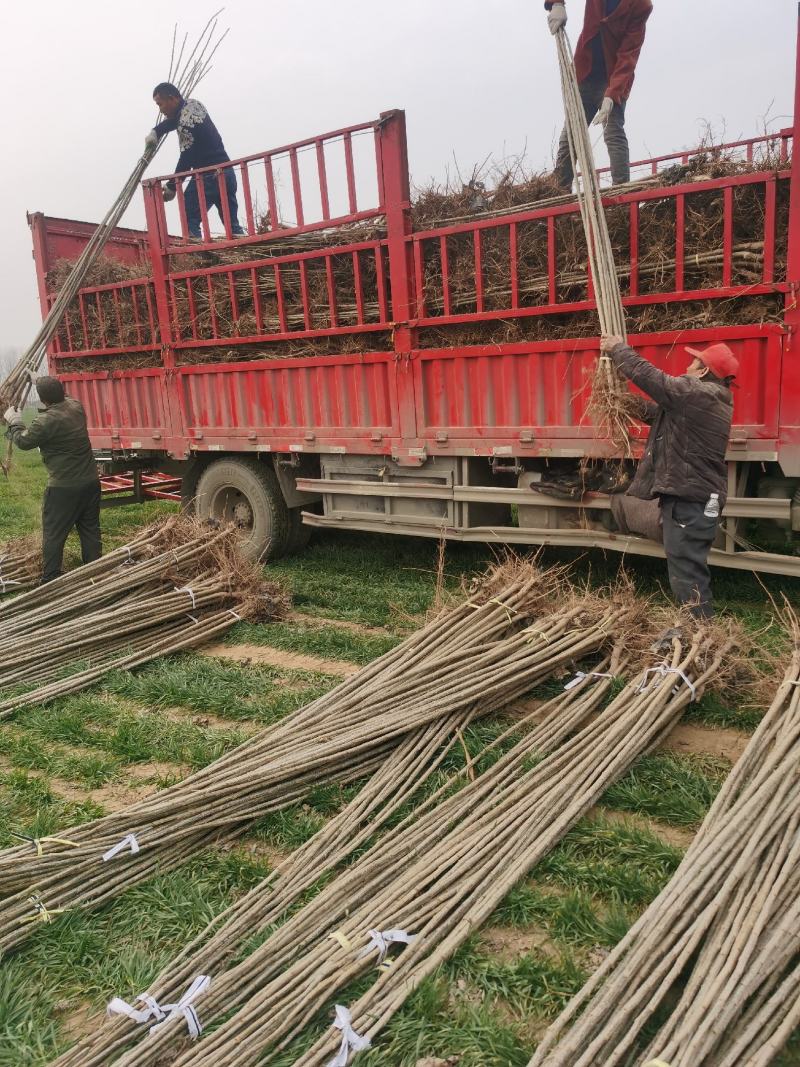 107速生杨树苗无絮杨树苗500亩基地直供成活率高