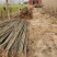 107速生杨树苗无絮杨树苗500亩基地直供成活率高