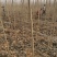 107速生杨树苗无絮杨树苗500亩基地直供成活率高