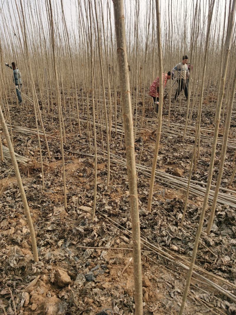 107速生杨树苗无絮杨树苗500亩基地直供成活率高