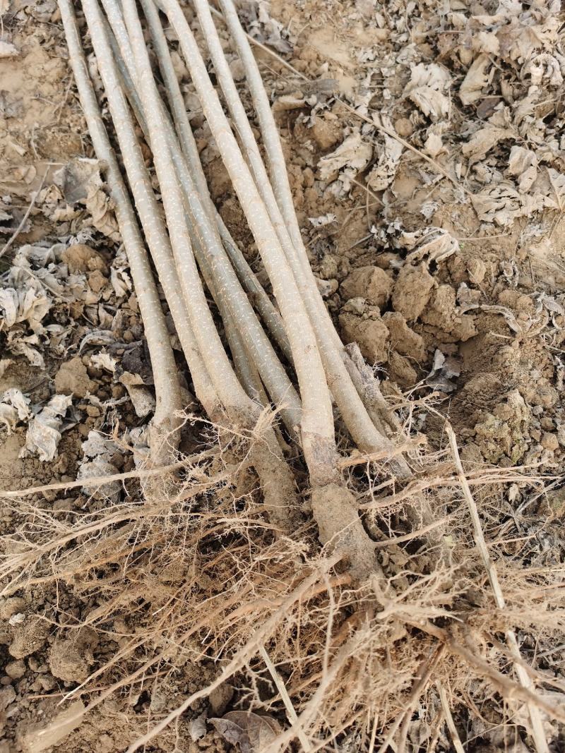 107速生杨树苗无絮杨树苗500亩基地直供成活率高