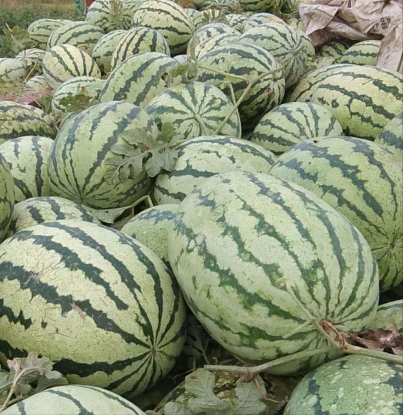 大齐西农八号西瓜种子中晚熟高产抗病耐重茬红瓤西瓜种籽