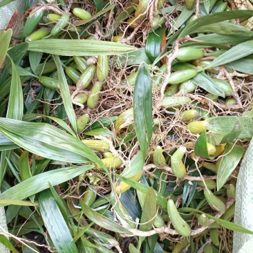双叶石仙桃石橄榄双叶大果双叶中果山货量大从优