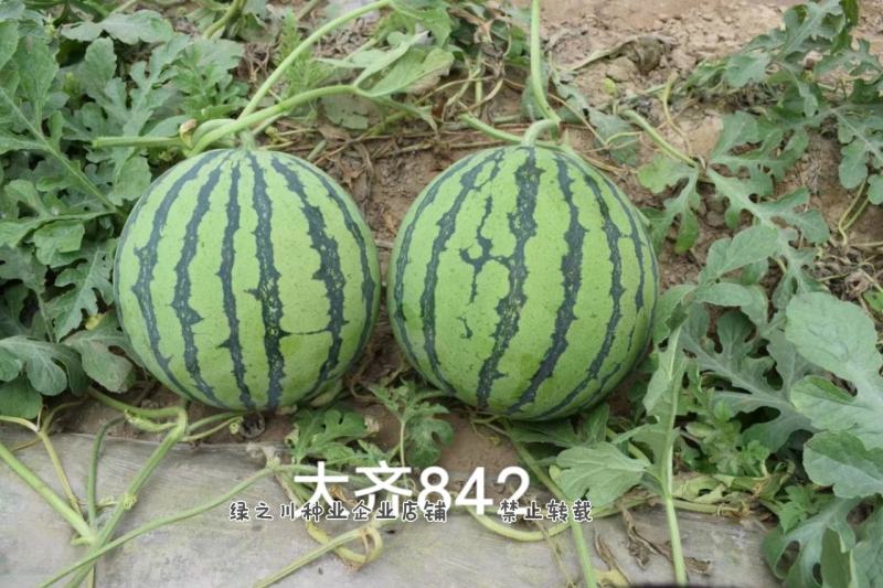 厂家直销西瓜种子大齐冰糖麒麟特8424西瓜种籽不易裂果