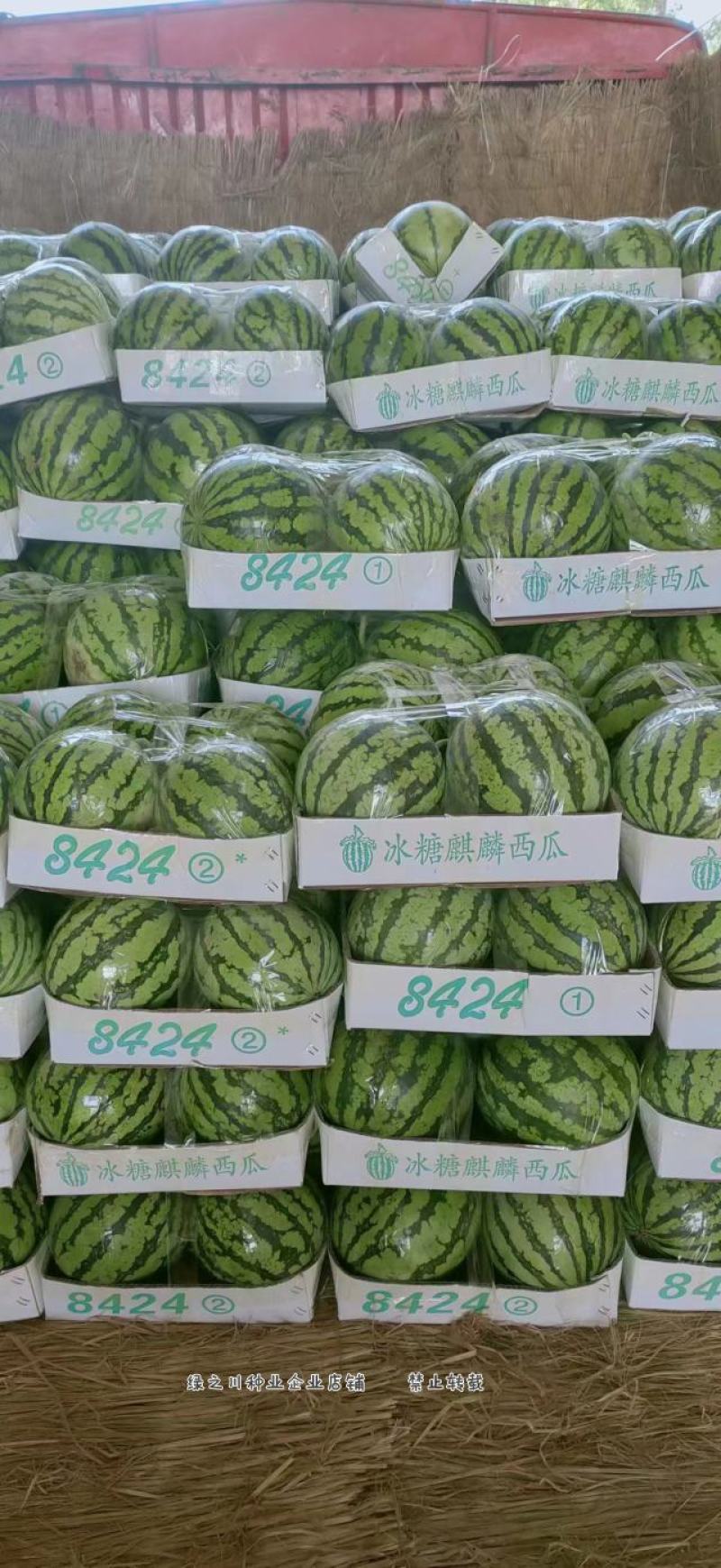 厂家直销西瓜种子大齐冰糖麒麟特8424西瓜种籽不易裂果