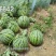 厂家直销西瓜种子大齐冰糖麒麟特8424西瓜种籽不易裂果