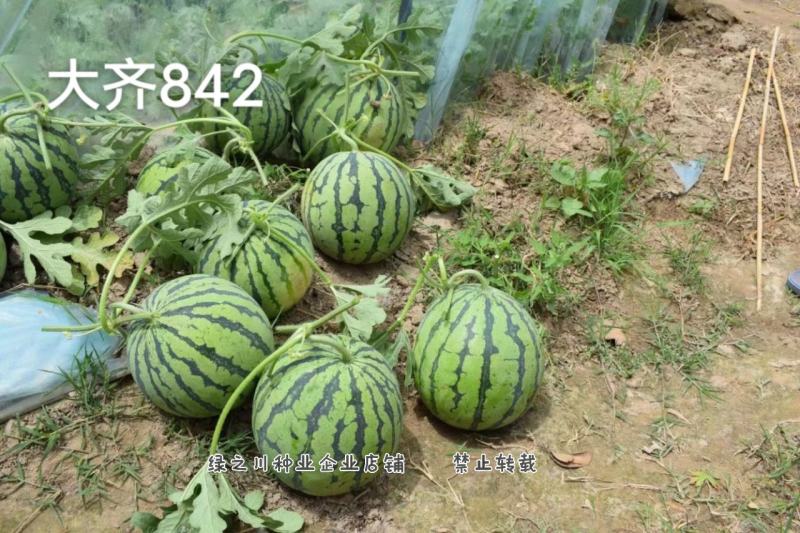 厂家直销西瓜种子大齐冰糖麒麟特8424西瓜种籽不易裂果