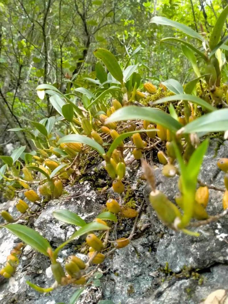 双叶石仙桃石橄榄双叶大果双叶中果山货量大从优