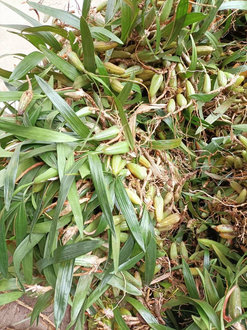 双叶石仙桃石橄榄双叶大果双叶中果山货量大从优