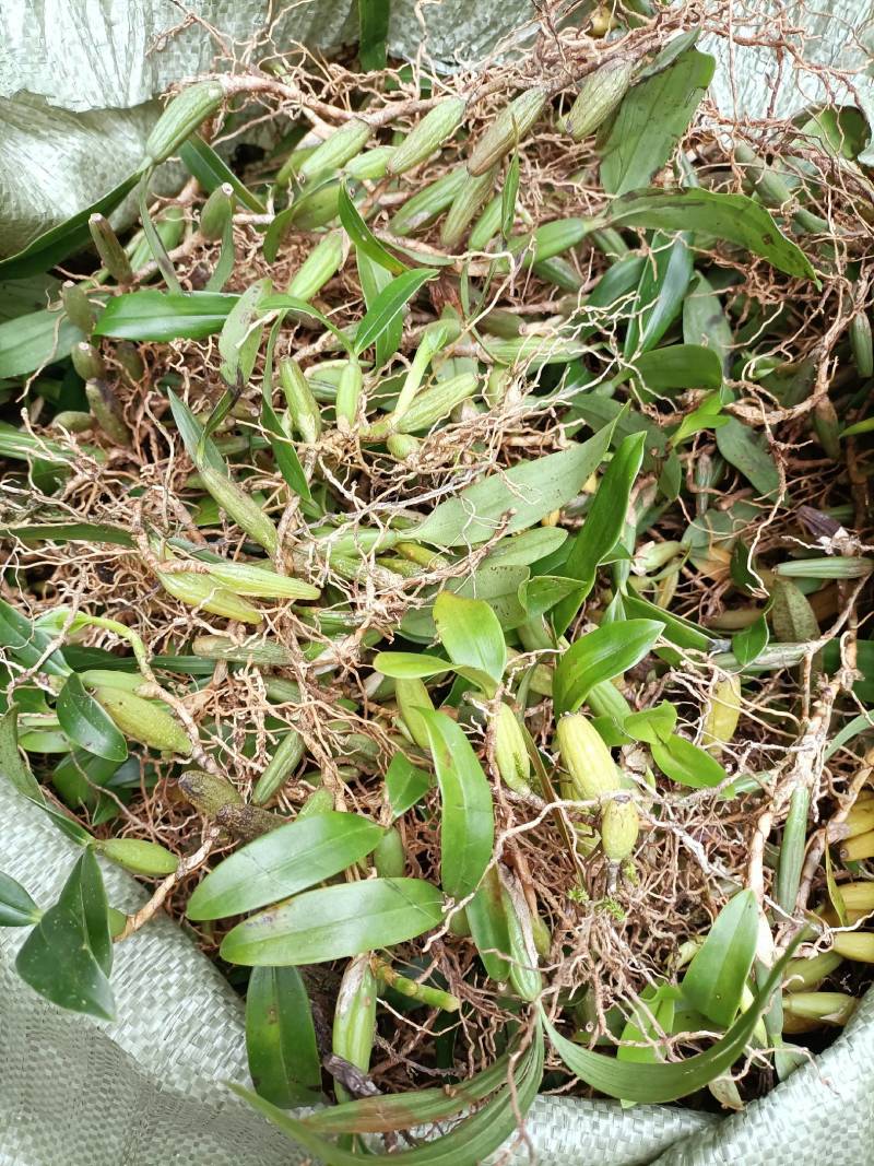 双叶石仙桃石橄榄双叶大果双叶中果山货量大从优