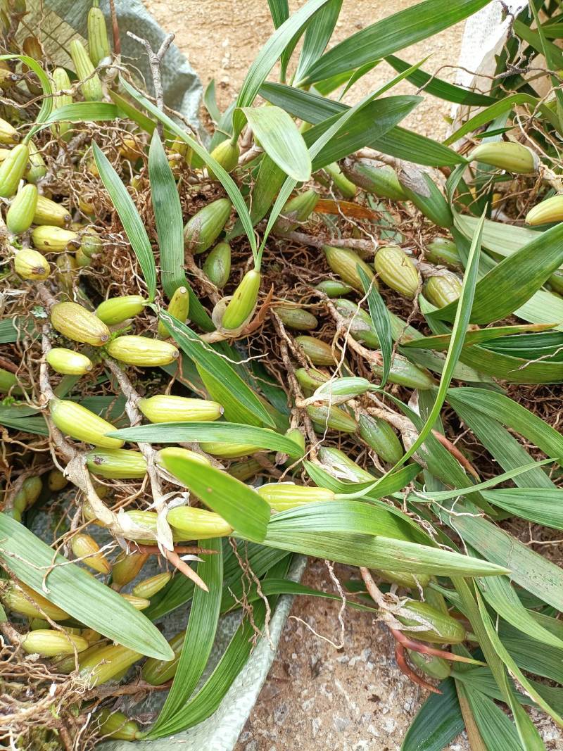 双叶石仙桃石橄榄双叶大果双叶中果山货量大从优