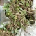 双叶石仙桃石橄榄双叶大果双叶中果山货量大从优