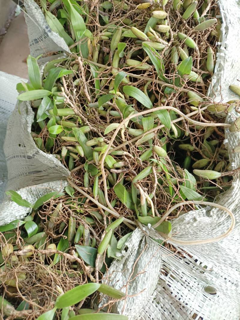 双叶石仙桃石橄榄双叶大果双叶中果山货量大从优