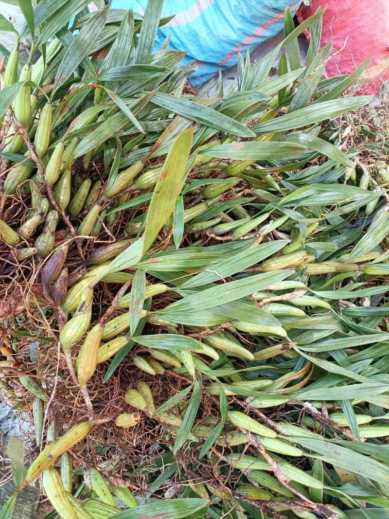 双叶石仙桃石橄榄双叶大果双叶中果山货量大从优