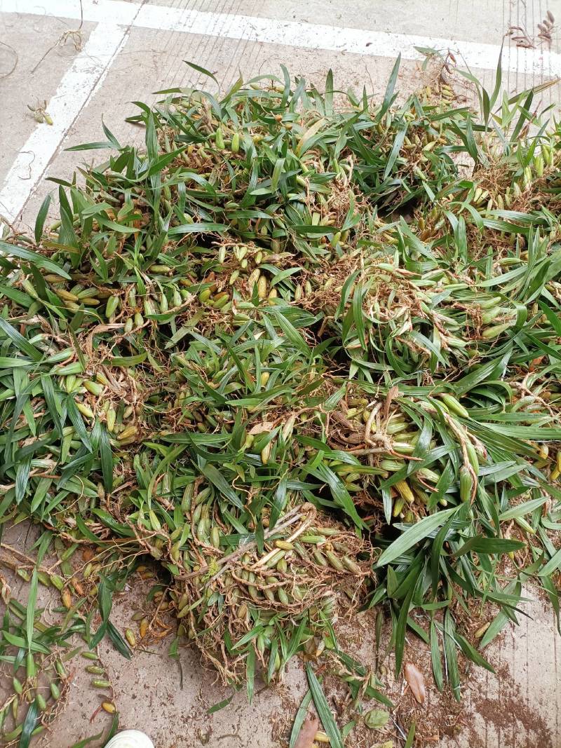 双叶石仙桃石橄榄双叶大果双叶中果山货量大从优