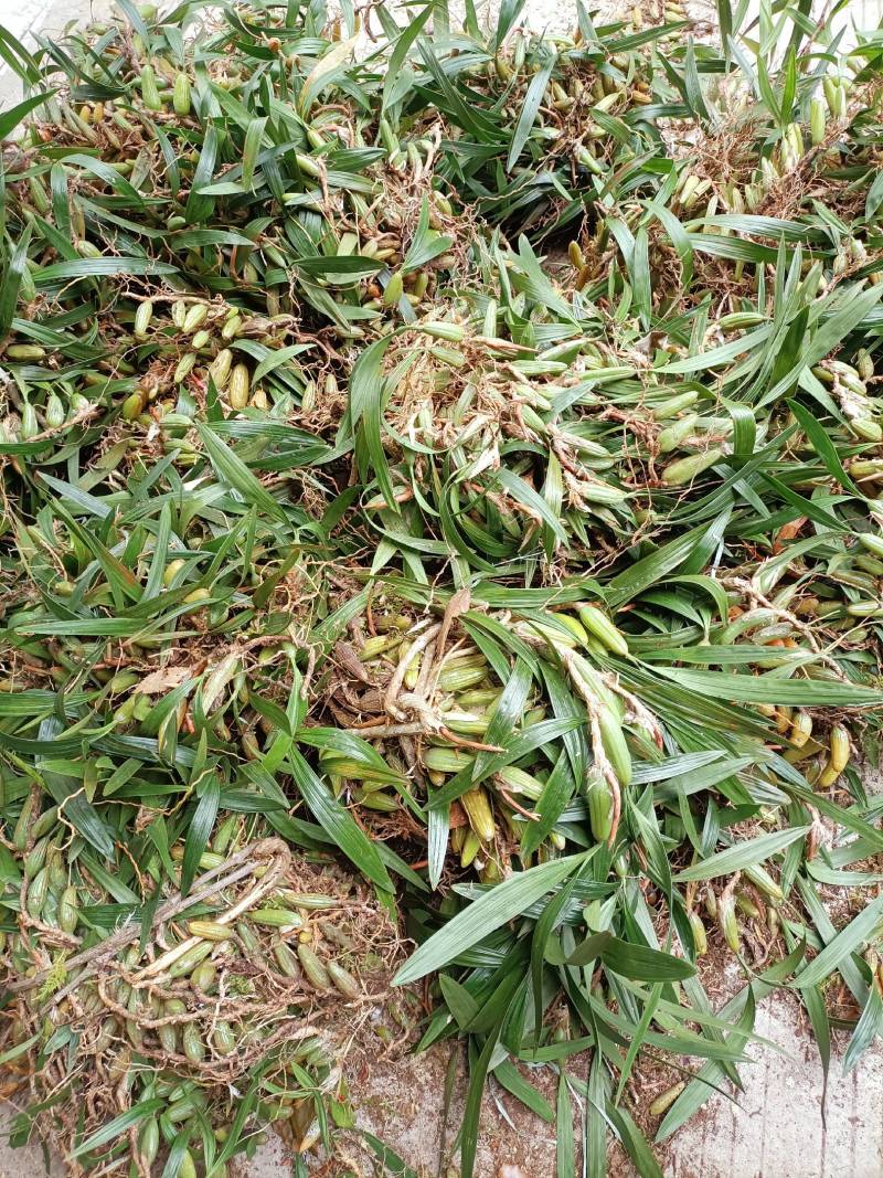 双叶石仙桃石橄榄双叶大果双叶中果山货量大从优