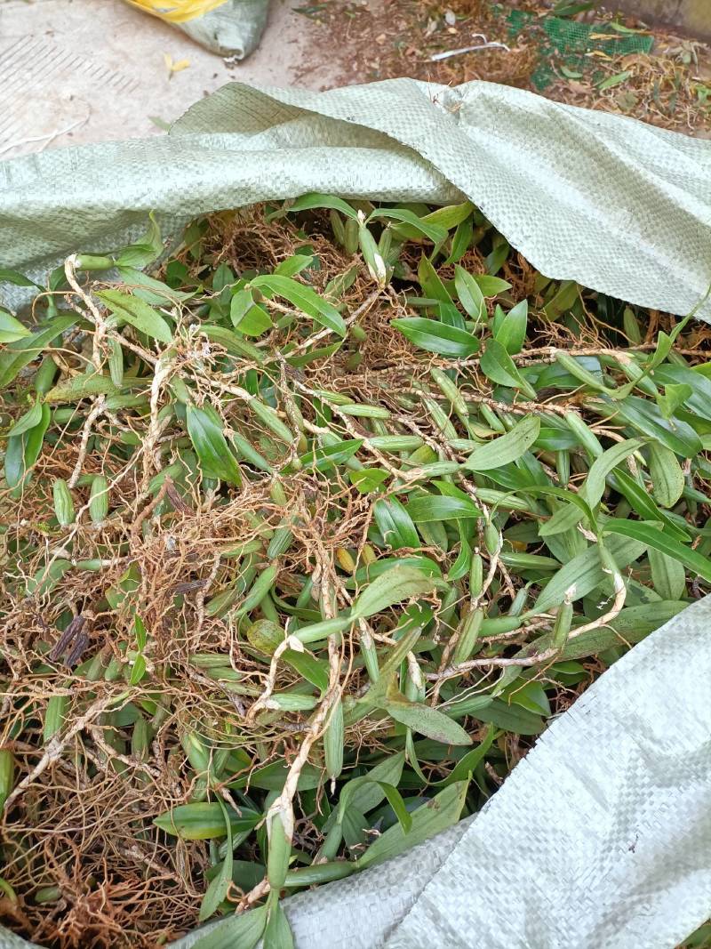 双叶石仙桃石橄榄双叶大果双叶中果山货量大从优