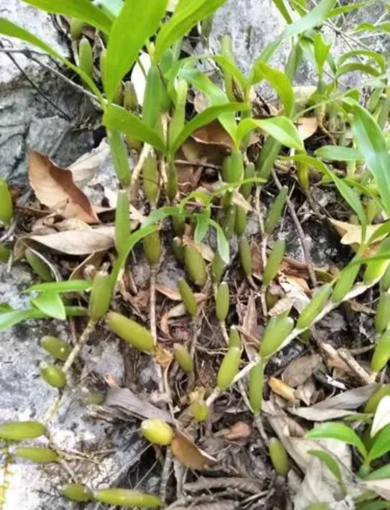 双叶石仙桃石橄榄双叶大果双叶中果山货量大从优
