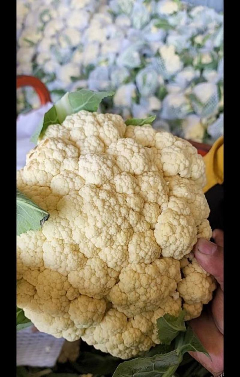 【产地发货】菜花有机花松花菜白面青梗散花