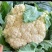 【产地发货】菜花有机花松花菜白面青梗散花