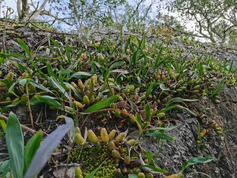 双叶石仙桃石橄榄双叶大果双叶中果山货量大从优
