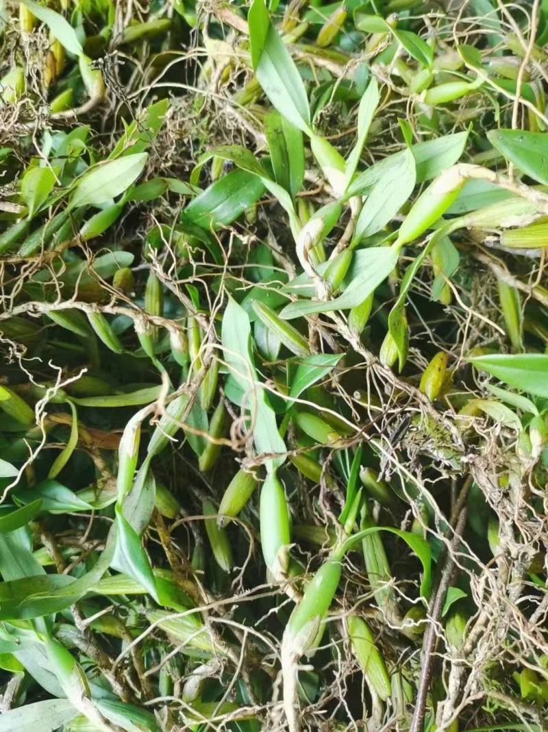 双叶石仙桃石橄榄双叶大果双叶中果山货量大从优