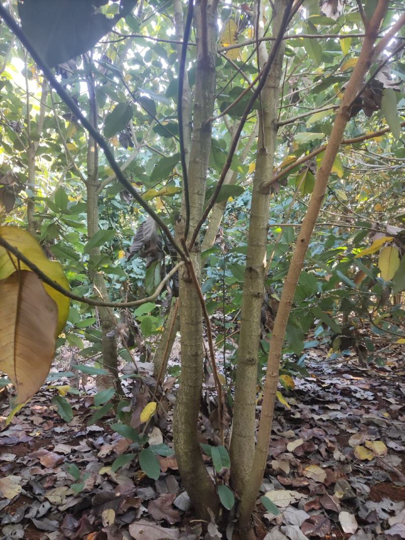 丛生山玉兰
