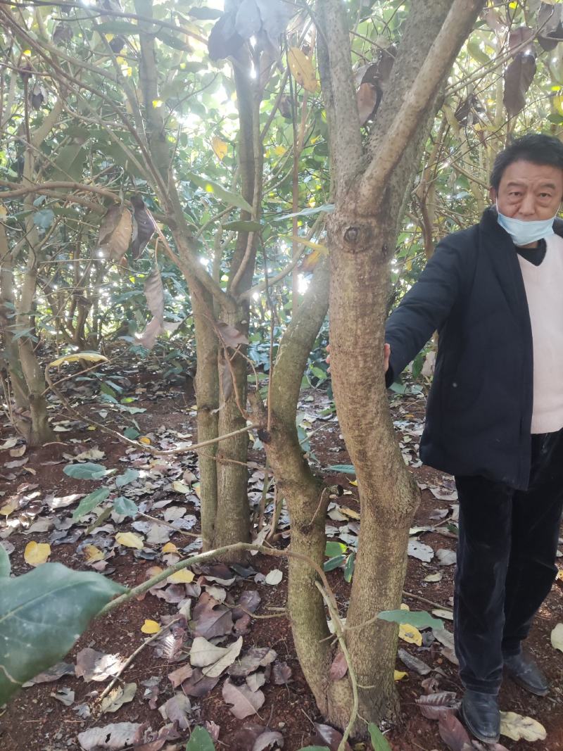 丛生山玉兰