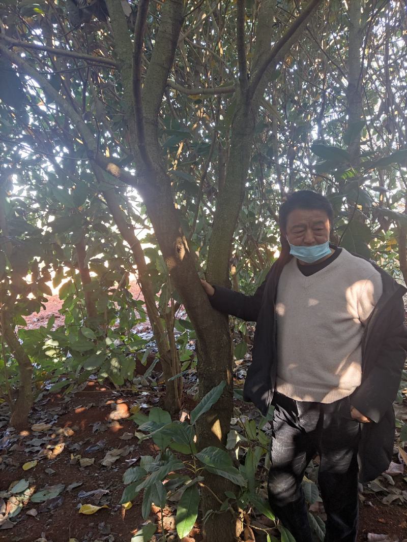丛生山玉兰