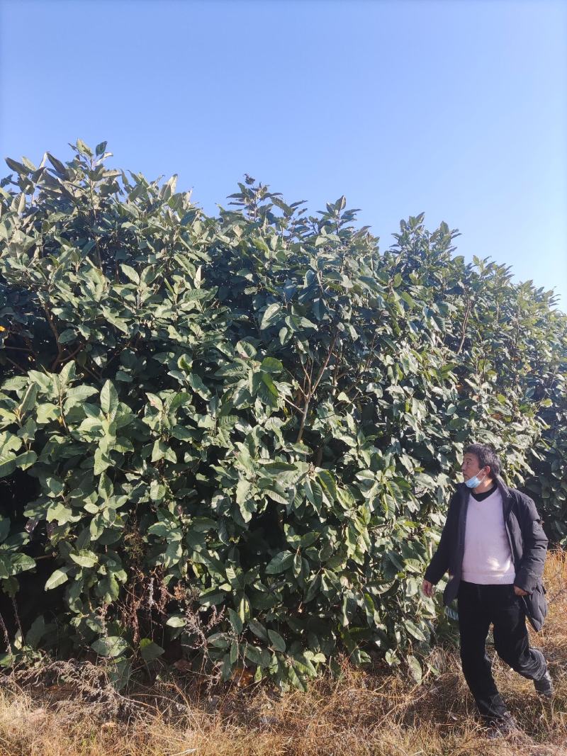 丛生山玉兰