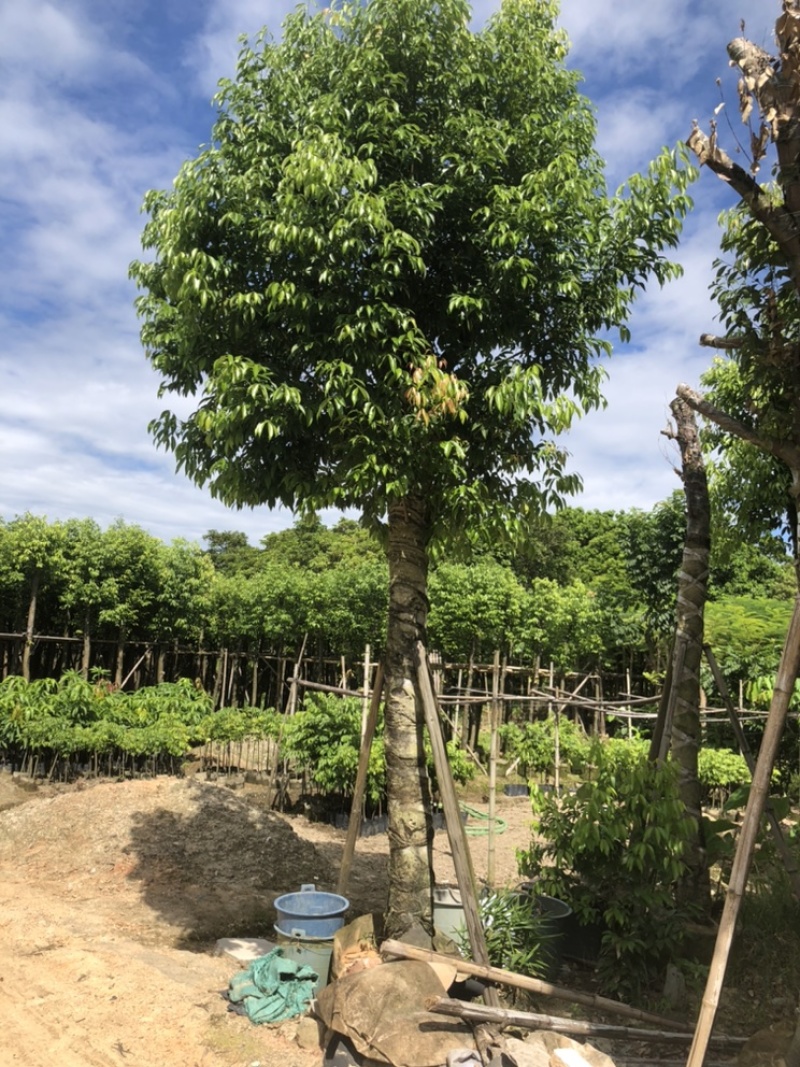 各绿化苗木