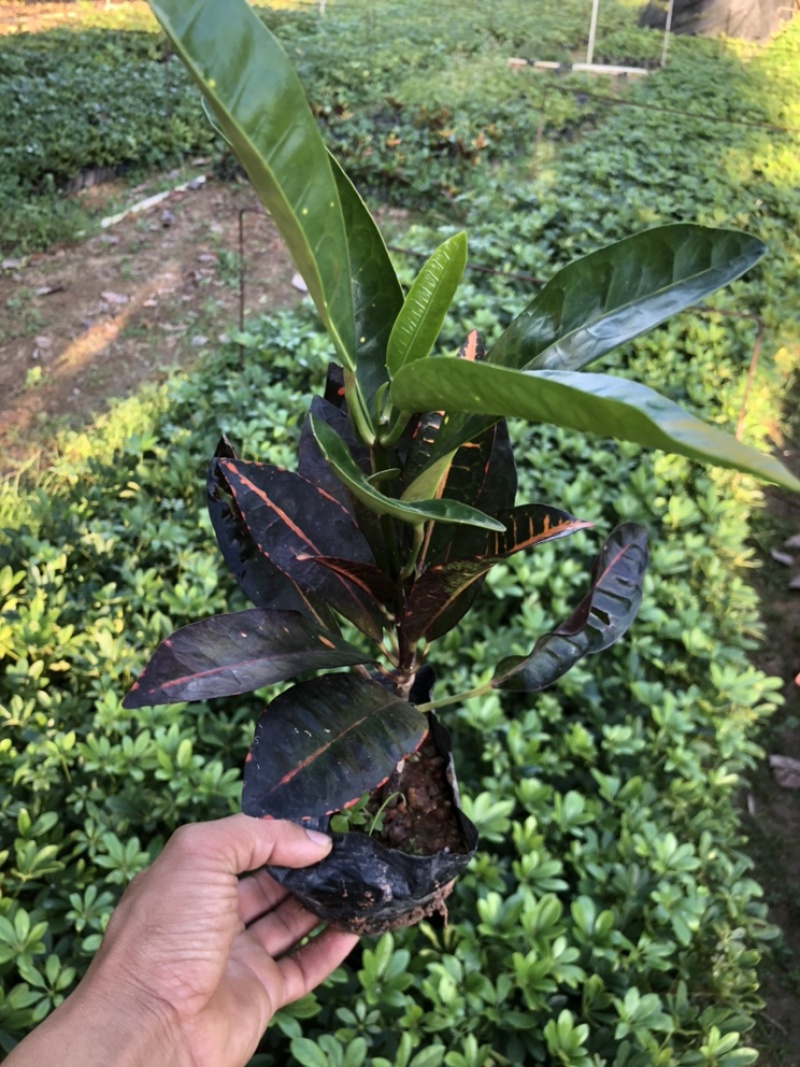 各绿化苗木
