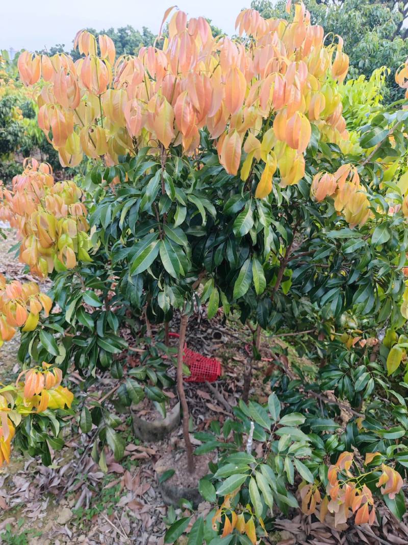 增城市基岗村仙进奉荔枝源产地发货顺丰包邮