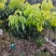增城市基岗村仙进奉荔枝源产地发货顺丰包邮