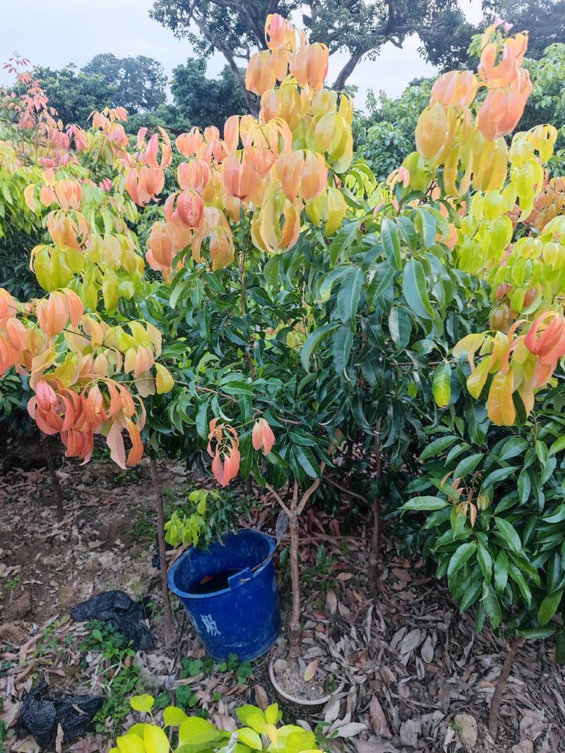 增城市基岗村仙进奉荔枝源产地发货顺丰包邮