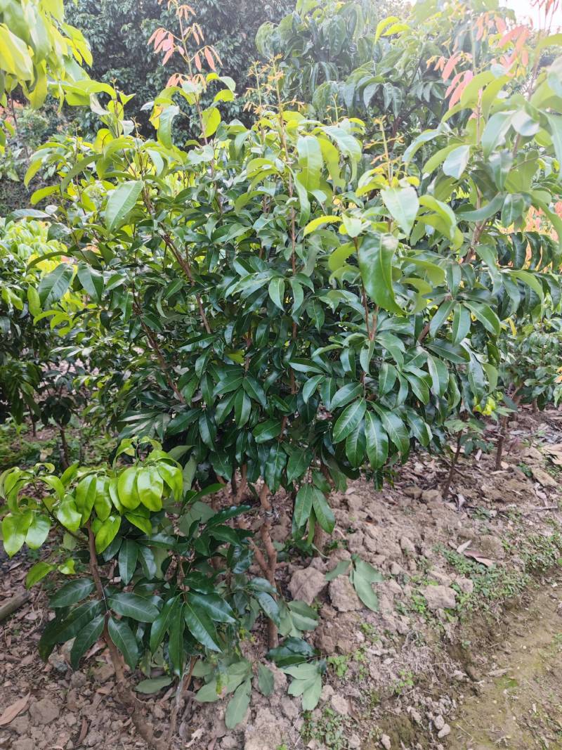 增城市基岗村仙进奉荔枝源产地发货顺丰包邮