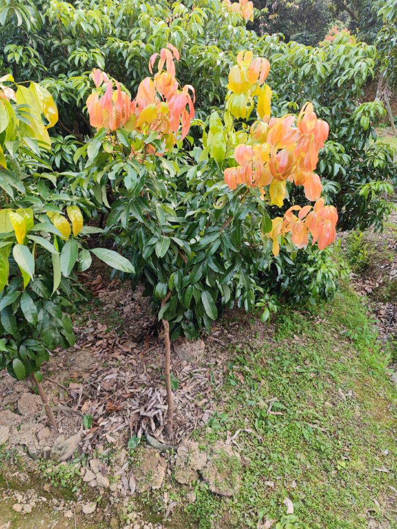 增城市基岗村仙进奉荔枝源产地发货顺丰包邮