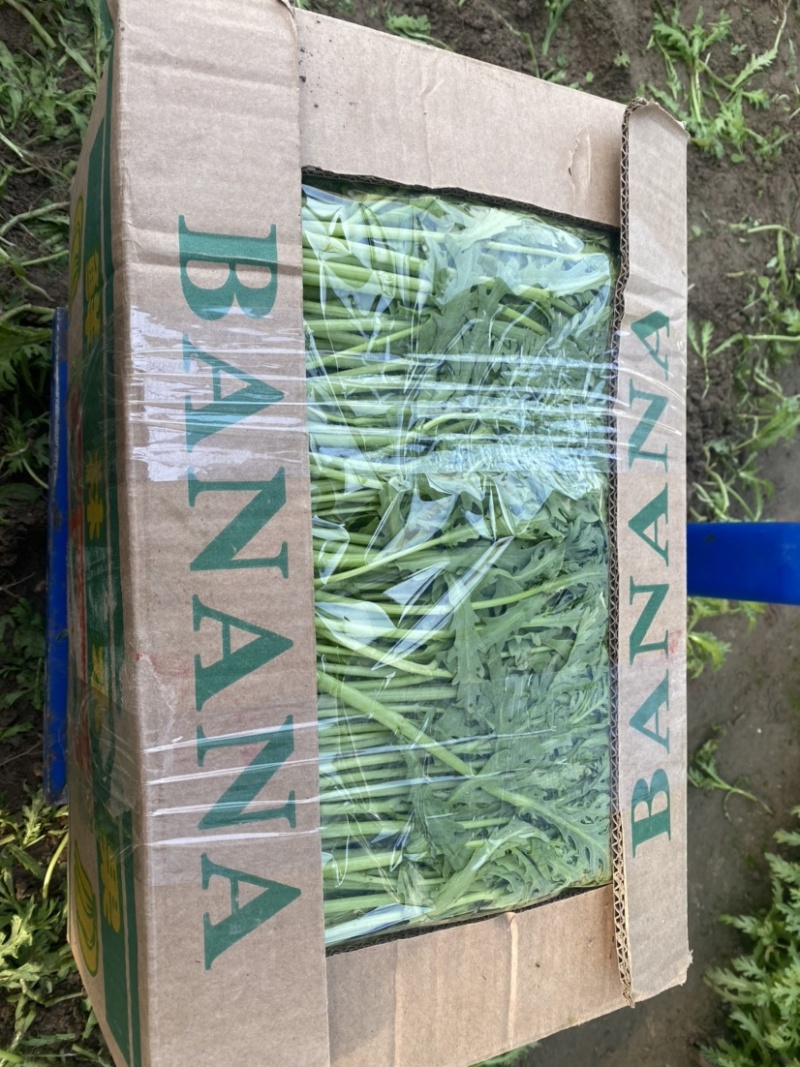 江苏精品茼蒿常年有货现采地头发货可以随时电话联系