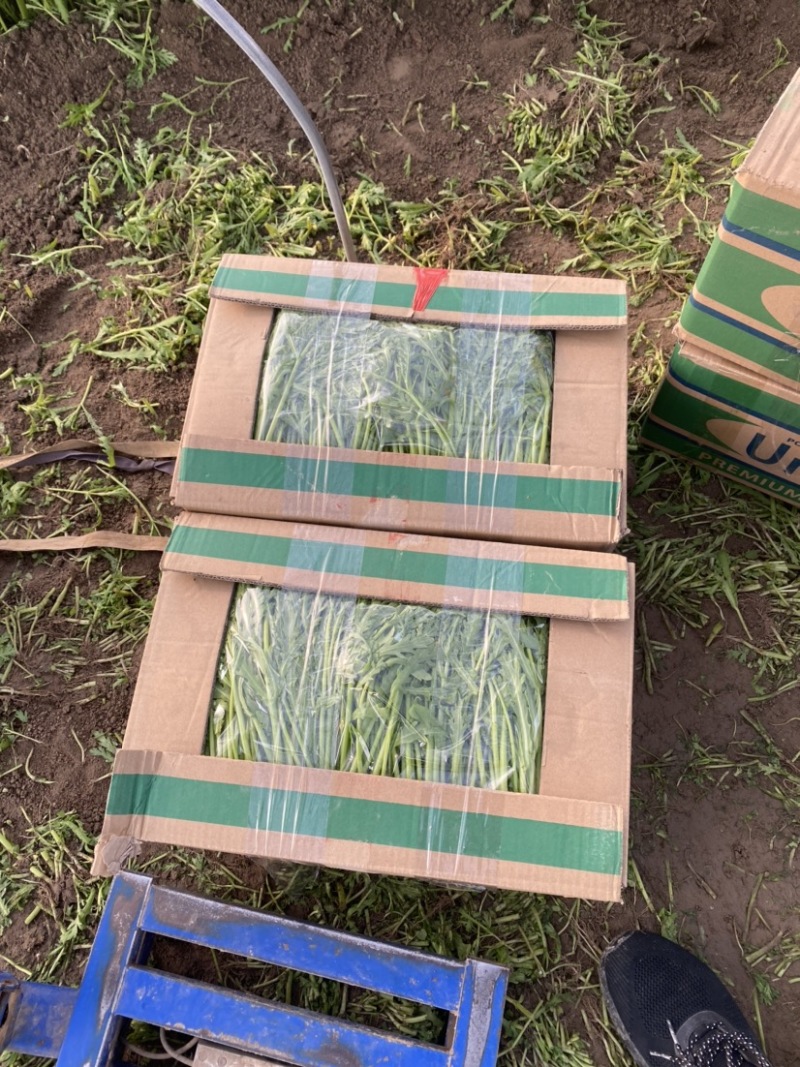 江苏精品茼蒿常年有货现采地头发货可以随时电话联系