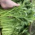 江苏精品茼蒿常年有货现采地头发货可以随时电话联系