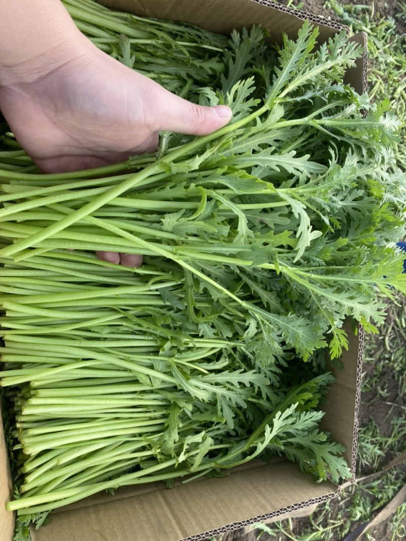 江苏精品茼蒿常年有货现采地头发货可以随时电话联系