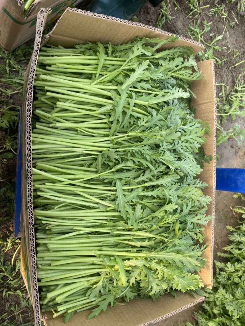 江苏精品茼蒿常年有货现采地头发货可以随时电话联系