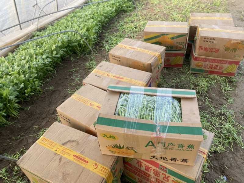 江苏精品茼蒿常年有货现采地头发货可以随时电话联系