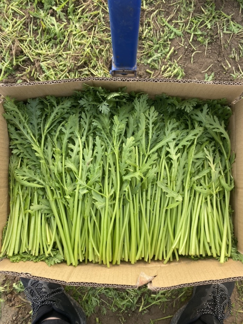 江苏精品茼蒿常年有货现采地头发货可以随时电话联系