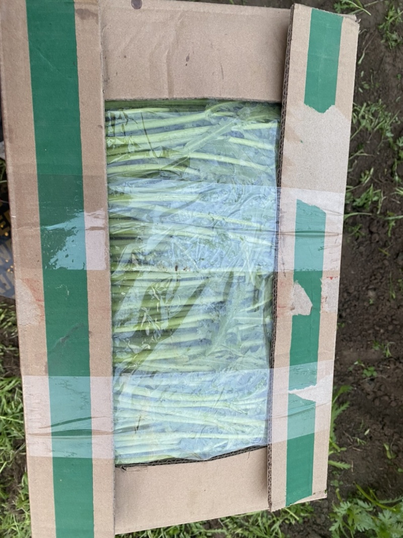 江苏精品茼蒿常年有货现采地头发货可以随时电话联系