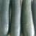 优质黑皮冬瓜（吊瓜），颜色鲜亮，品质优良，口感清脆，佳品