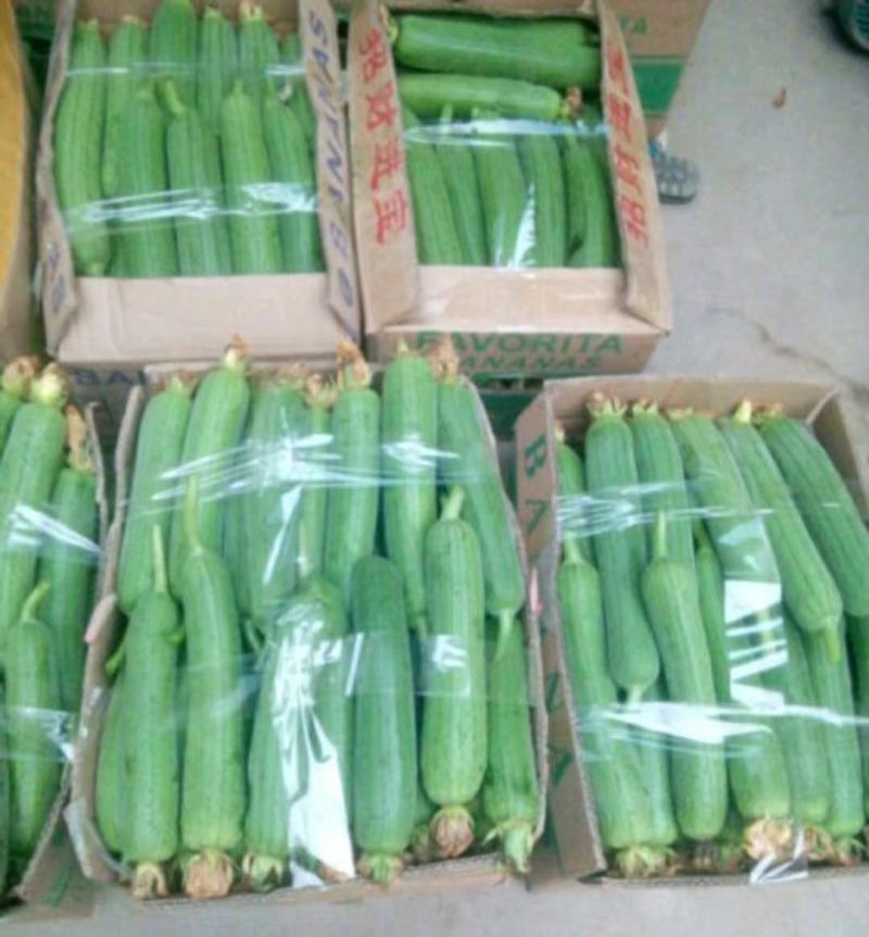 优质丝瓜，颜色鲜亮，翠绿，基地直供，量大从优，欢迎选购！