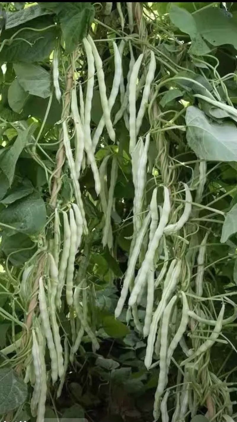 白色四季豆种子幸运99肉厚无筋结荚密春秋可种